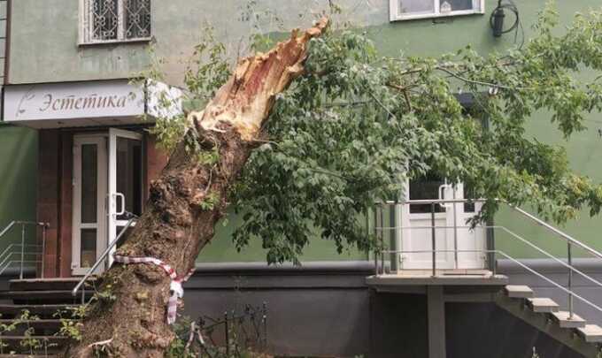 В Воронеже дерево убило девушку